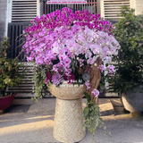  Chậu hoa lan 68 cành đẹp nhất LHD-767 
