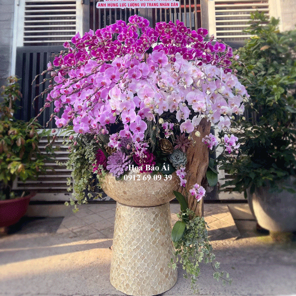  Chậu hoa lan 68 cành đẹp nhất LHD-767 