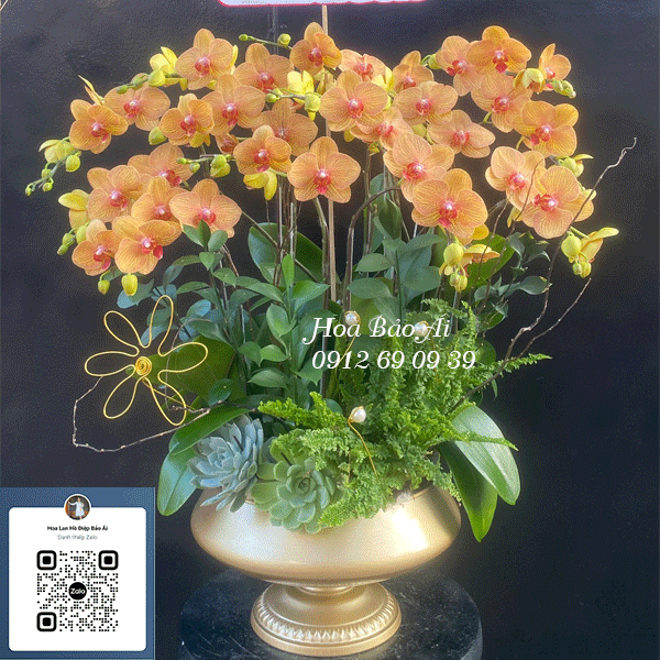  Chậu hoa lan cam xinh đẹp LHD-755 