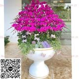 Chậu hoa lan chúc mừng đẹp nhất lhd-719 