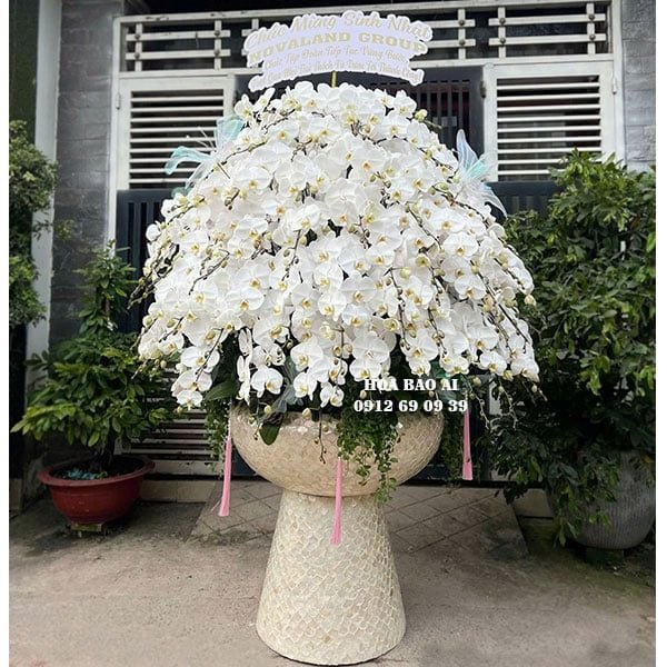  Chậu hoa lan chúc mừng đẹp nhất LHD-781 