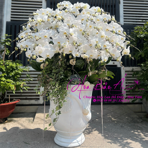  Chậu hoa lan trắng sang trọng chúc mừng LHD-756 