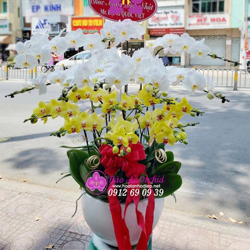 Chậu hoa lan tặng sinh nhật LHD-612