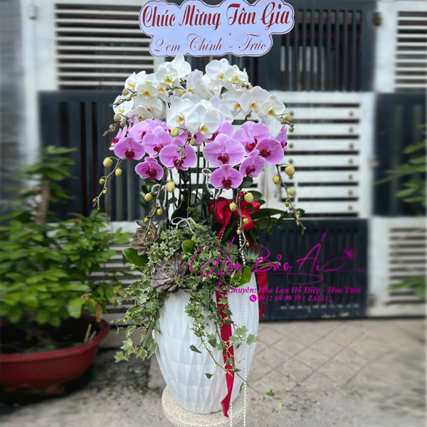  Chậu hoa lan chúc mừng tân gia LHD-757 