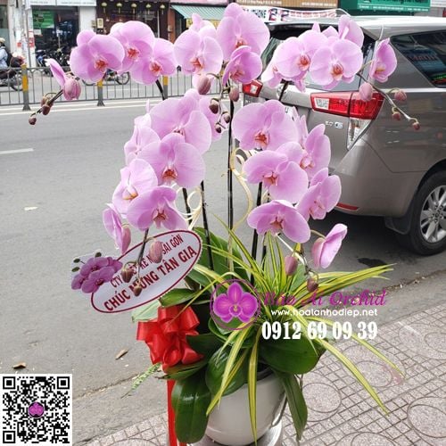 chậu hoa lan chúc mừng
