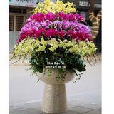  Chậu hoa lan chưng - biếu tết 2025 đẹp nhất LHD-769 