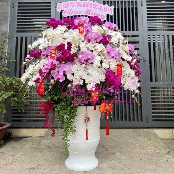  Chậu hoa lan mix màu đẹp LHD-825 