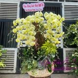  Chậu hoa lan ghép gỗ lũa đẹp LHD-760 