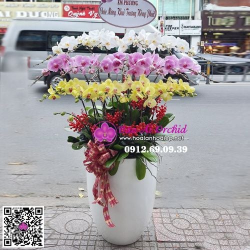 chậu lan hồ điệp chơi tết 2021 siêu đẹp