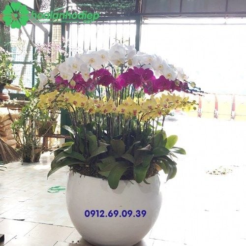 hoa lan ho diep dep nhat