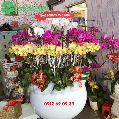 Chậu hoa lan hồ điệp đẹp nhất