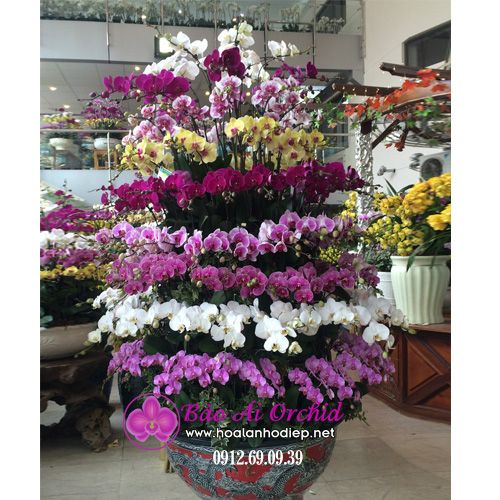 chậu hoa lan hồ điệp đẹp siêu khủng 9 tầng