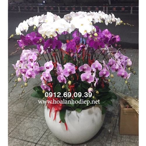 chau lan ho diep bieu tet 2018