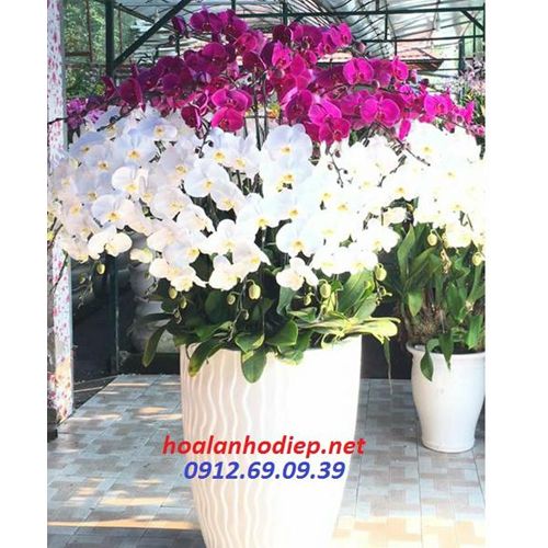 chau lan ho diep mung khai truong