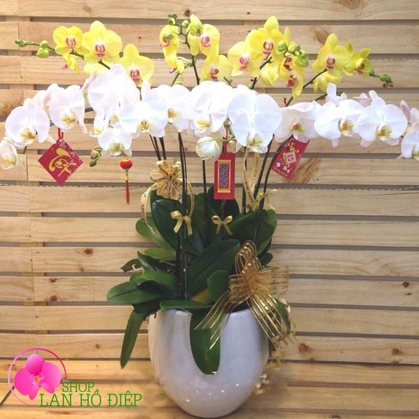 hoa lan ho diep tet