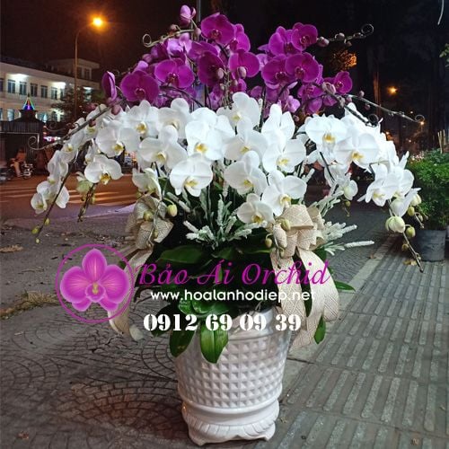 chậu hoa lan hồ điệp chưng tết