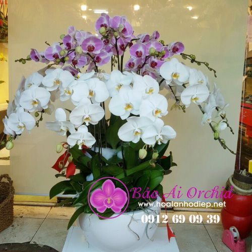  Bình hoa lan trắng hồng LHD-524 