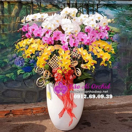 Chậu lan hồ điệp siêu đẹp 20 cành 3 màu mix