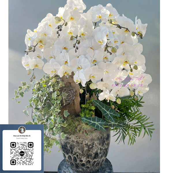  Chậu hoa lan hồ điệp trắng chúc mừng sang trọng LHD-751 