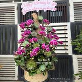  Chậu hoa lan hồ điệp đẹp LHD-768 