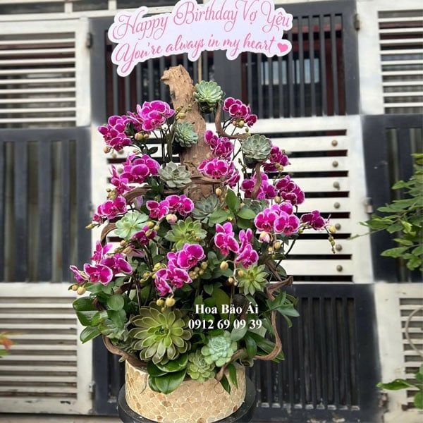  Chậu hoa lan hồ điệp đẹp LHD-768 