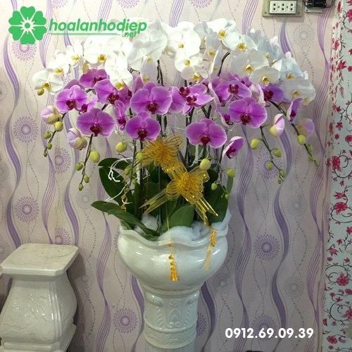 chậu hoa lan hồ điệp đẹp giá rẻ