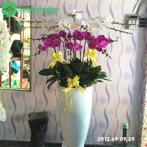 hoa  lan ho diep trung bay