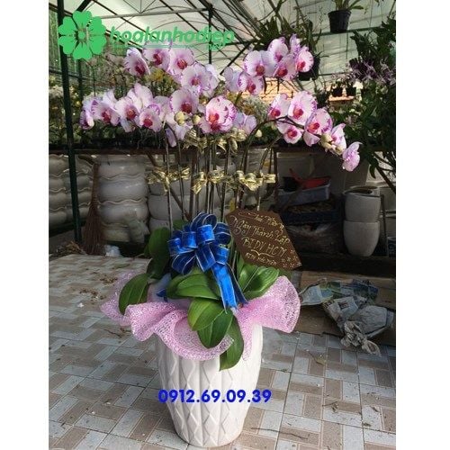 hoa lan ho diep chuc mung