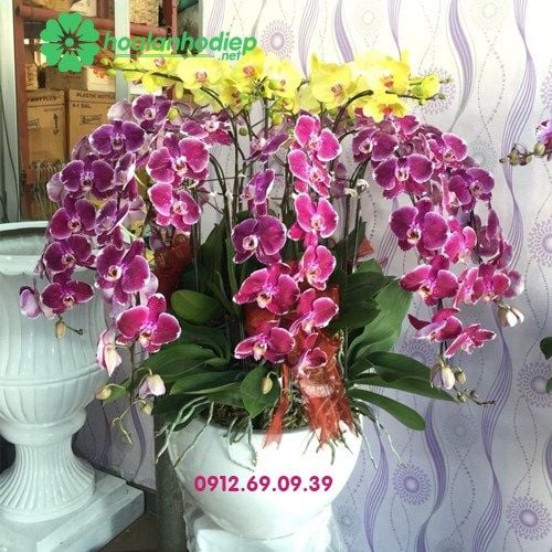 chau lan ho diep dep