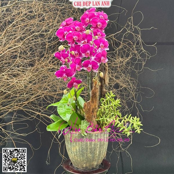 chậu hoa lan 4 cành
