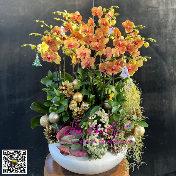  Chậu hoa lan hồ điệp cam LHD-785 