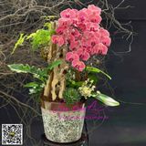  Chậu hoa lan hồ điệp cam LHD-786 