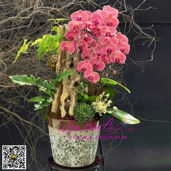 chậu hoa lan hồ điệp tặng thầy cô 20/11