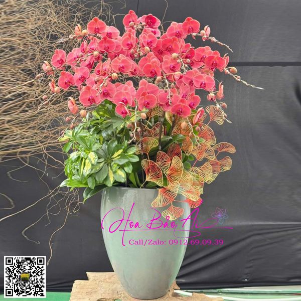  Chậu hoa lan hồ điệp cam sọc LHD-787 
