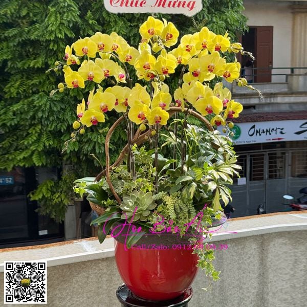 chậu hoa lan vàng 9 cành tặng thầy cô