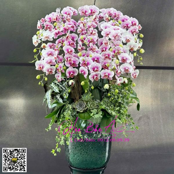 chậu hoa lan đột biến 20 cành