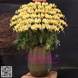  Chậu hoa lan vàng siêu VIP LHD-790 