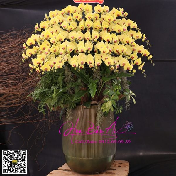 chậu hoa lan vàng đẹp nhất