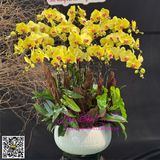  Chậu  hoa lan vàng sang trọng LHD-793 