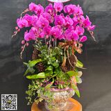  Chậu hoa lan hồng đẹp LHD-795 