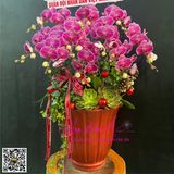  Chậu hoa lan tặng thầy cô ngày 20/11 LHD-797 