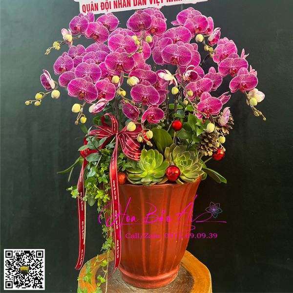 Chậu hoa lan tím 10 cành đột biến