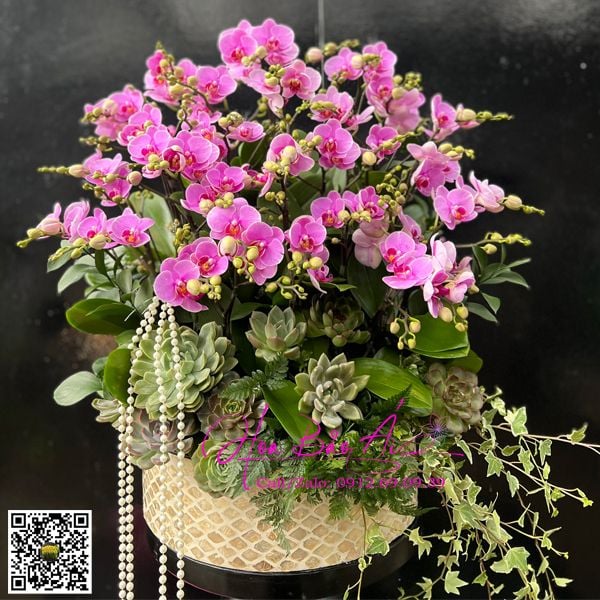 chậu hoa lan mini hồng đẹp