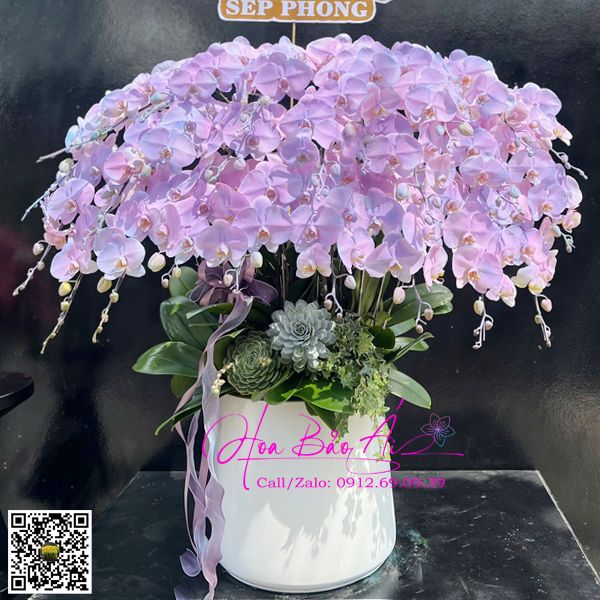 chậu hoa lan hồ điệp phun sơn