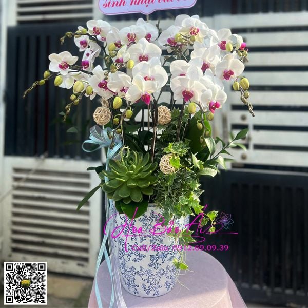 chậu hoa lan giá rẻ nhỏ xinh