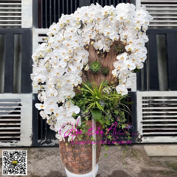 bình hoa lan trắng leo lũa siêu VIP