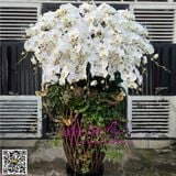  Bình hoa lan hồ điệp trắng siệp đẹp LHD-807 