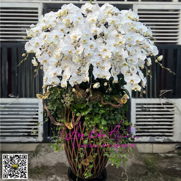 bình hoa lan hồ điệp trắng đẹp