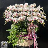  Chậu hoa lan trắng lưỡi đỏ LHD-809 