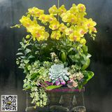  Chậu hoa lan hồ điệp tặng thầy cô LHD-810 
